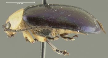 Media type: image;   Entomology 5024 Aspect: habitus lateral view
